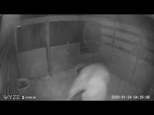 Horse reacts to explosion in northwest Houston