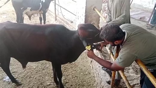 Ear Tagging: A Method for Livestock Identification and Management | Dr Muhammad Umer Javed posted on the topic | LinkedIn