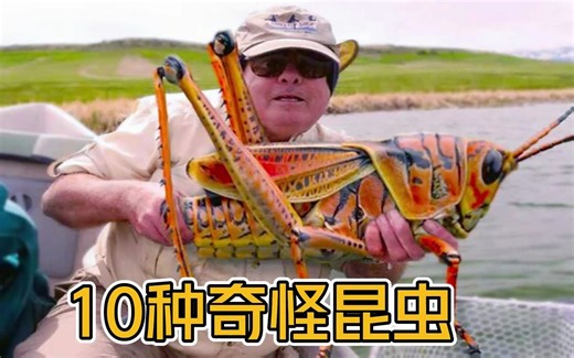 头上有犄角？那些最奇怪的10种昆虫