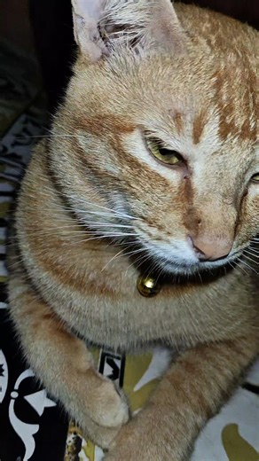 Tayoyoy the Cat dont care about po pi po song😅 #shorts #cat #petcat #cutecat