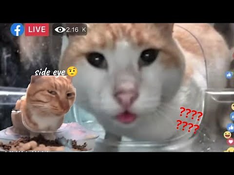 Mr fresh cat side eye story
