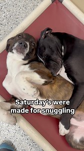 Talk about snuggle goals! Lucy and Louie are here to steal hearts (and maybe a cozy spot on your couch)! These 4-month-old siblings were born after their pregnant mama was abandoned at a horse farm—but from day one, they’ve been showered with love, and it shows. Their gentle, affectionate nature shines through, whether they’re curling up for an epic cuddle session or making friends with dogs, cats, and even farm animals. A touch of endearing shyness only adds to their charm, but don’t be fooled—