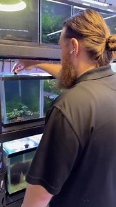 The last Spotted Congo Puffer feeding before they move back into their newly rescaped tank! #puffer #snail #feeding #dakuaquatics #fishkeeping #aquarium #aquariumhobby #fish #aquascape #freshwateraquarium #aquariumfish #plantedtank #aquariums #tropicalfish #fishkeeper #aquascaping #aquariumlife #plantedaquarium #nanofish #aquariumsofinstagram #freshwaterfish #freshwatertank #aquascaper #natureaquarium #freshwater #fishofinstagram #nature #nanotank #fishroom | Daku Aquatics