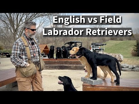 English vs Field Labrador Retriever | Which One Is Right For You? Episode 3