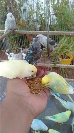 🔥 My Budgie Can’t Stop Playing with This Toy!