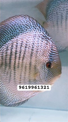 SNAKESKINS @ NIMISH DISCUS #discus #discusfish #aquarium