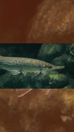 The Ancient Fish That Outlived the Dinosaurs #shorts #fish