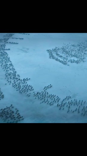 The battle of Winterfell 🥶 | #gameofthrones | #stannisbaratheon | #winterfell | #therightfulheir | #viral |
