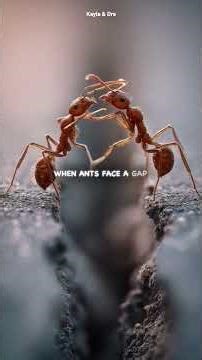 All you need to know about ants🐜#shorts#earth #earthfacts