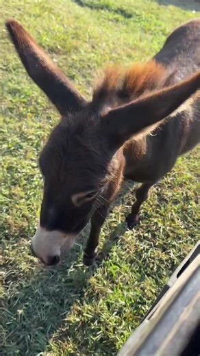 We’ve got our own Donkey from Shrek, and his name is Cash🤣🐴 #cashthedonkey #donkeyfromshrek #funnyanimals #donkeylove