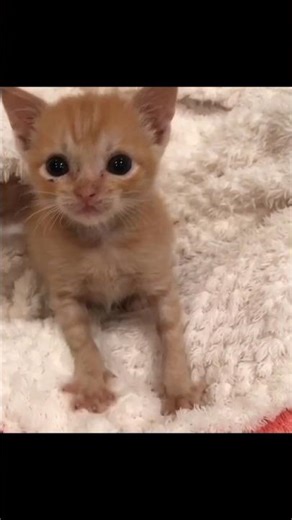 baby kitten purring 🥰🐾 #cute #kitten #cutest #kittenshorts