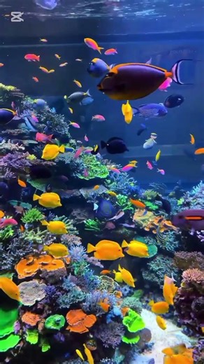 #football #messi #cristiano