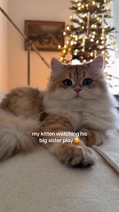 The sweetest lil guy 🥹 | Cleo the City Kitty