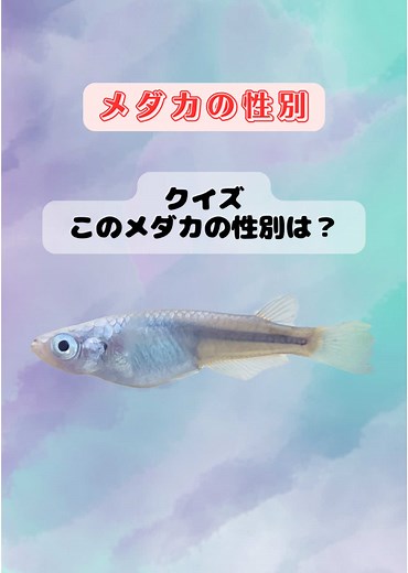 メダカクイズ：オスかメス？動きの多い子の見分け方