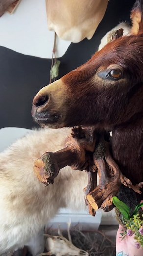 Restoring a donkey foal mount! ✨✨ #educational #taxidermy #oddities #restoration