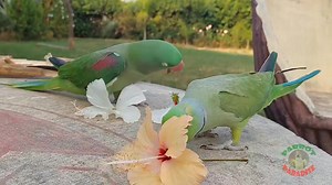3.6K views · 418 reactions | I'm a Cute Dinosaur Most Beautiful Ringneck and Alexandrine Parrot Pair | Parrot Paradise | Facebook