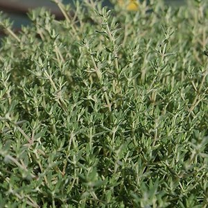 Diviser le thym - Gamm vert