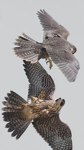 10K views · 4.1K reactions | Falcon VS. Falcon Two Juvenile Peregrine Falcons fighting over the territory. . . . #peregrinefalcon #falcon #birdsofprey #falconattack | Ta2020photography | Facebook