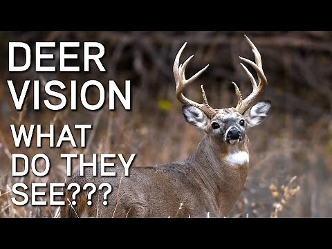 Deer Vision | How It Works And What They See | Deer Hunting Tips