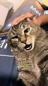 Você sabia? Gatos tigrados NÃO são uma raça! #gatos #curiosidades #shorts