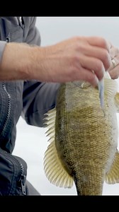 Hefty smallmouth are drawn to the Booyah Baits Flashpoint like a moth to a flame! The dynamic new jerkbait from BOOYAH delivers with the best components money can buy such as super slick treble hooks, tungsten casting system, custom slender minnow profile, and of course the patented Flashpoint blade affixed to the head. | Bassmaster