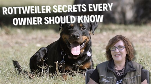 Working Rottweiler secrets: What every owner needs to know