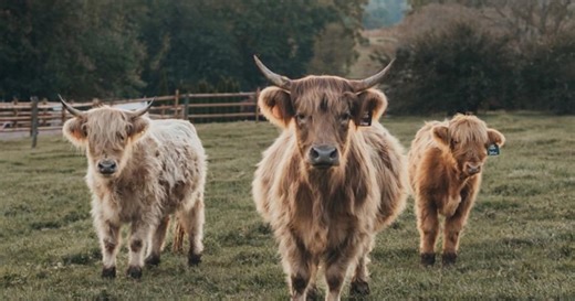 Crooked Creek Highlands