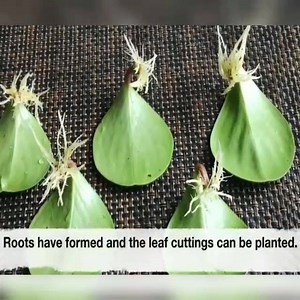 307K views · 4K reactions | How to propagate your rubber plant in easy way☘️ | Crafts & Plants Ideas | Facebook