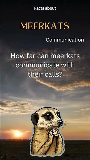 Meerkat Fact 29 - How far can meerkats communicate with their calls?
