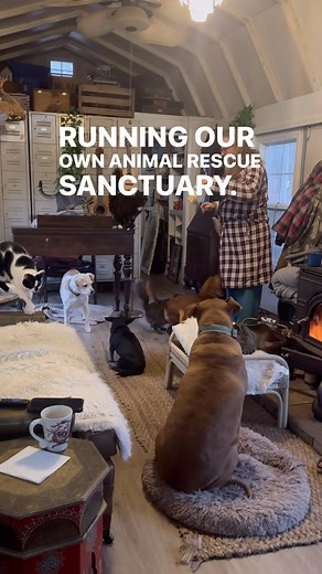 38K views · 1.1K reactions | We love running our animal rescue...