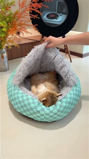 My Cats Won't Leave This Bed 😻 Best Cozy Cat Cave for Winter #catbed #petlover