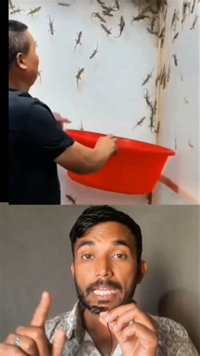 How to get rid of Lizards 🦎