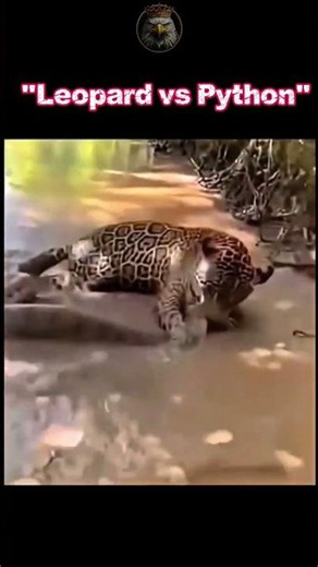 Leopard VS Python ... #animals #leopard #python