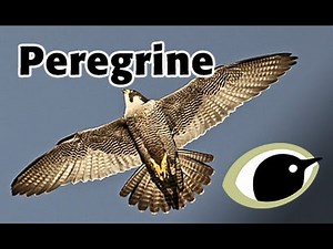 BTO Bird ID - Peregrines