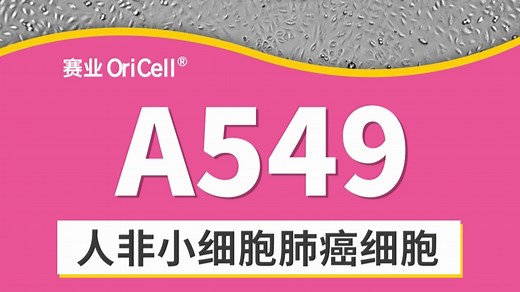 人非小细胞肺癌细胞系 A549增殖视频（贴壁生长）