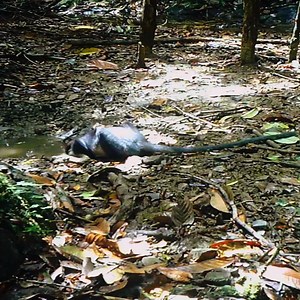 20M views · 4.3K reactions | For years, scientists have yearned to get video proof of the Dracula Monkey. Until now.... #ExtinctOrAlive | Animal Planet | Facebook