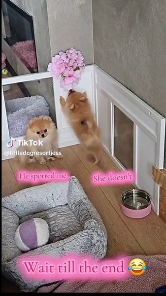 Adorable Pomeranian Puppy Moments That Will Make You Smile