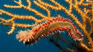 Feuerwurm im Mittelmeer: Schmerzhaft für alle - gefährlich für manche
