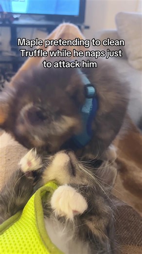 In her evil phase #cat #petsoftiktok #kitten #mainecoon #pet