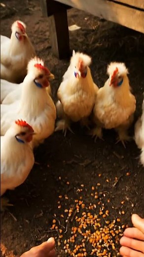 From Field to Flock: Planting Corn on the Farm #countryliving