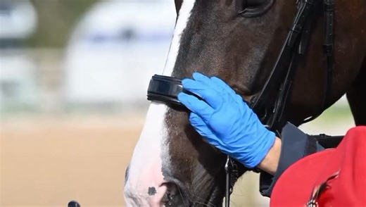120K views · 637 reactions | EVIDENCE BASED FEI NOSEBAND MEASURING...
