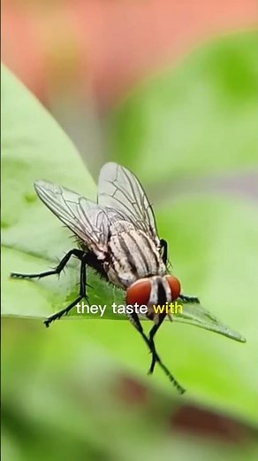 Flies See in Slow Motion – Here’s How! #interestingfacts #information #flies