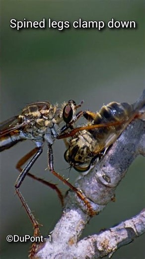 The assassin of the insect world | Robber Fly | S01 028 | Remarkable Insects
