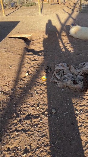 New den🐺. #keeperofthewolves #foryoupage #savewolves #wolves #packpeculiar