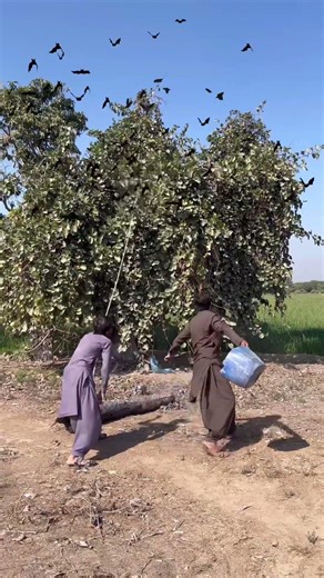 Amazing big birds hunting 🐦‍⬛ #BirdsHunting#HuntingLife#OutdoorHunting#VillageHuntin