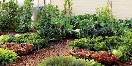 A Crash Course in Fertilizers: NPK Ratios, Synthetic vs. Organic, and More