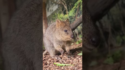 Is Queenie the cutest quokka of them all
