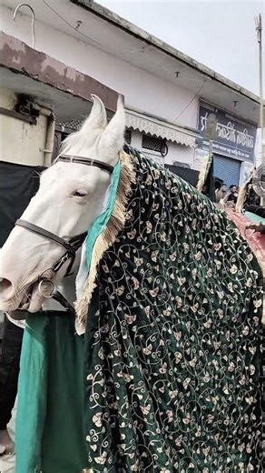 zuljanah|8 muhhram Naugawan sadat 💔| #zuljanah #karbala #zuljana