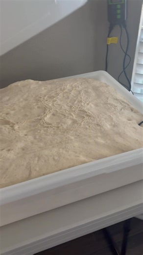 Warmer mat makes all the difference to push bulk fermentation! #sourdough | T’s Loaf & Leaf Co.