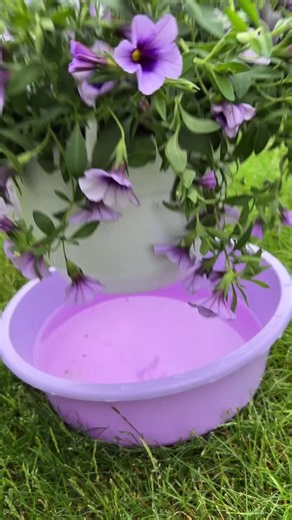 Amppeleiden ja kesäkukkien kastelu tuntuu entistä palkitsevammalta, kun nappaat videolta parhaat vinkit ja lannoitusniksit kukkien kukoistukseen. #puutarha #minimani #sormetmullassa #greencare_suomi #kesäkukat